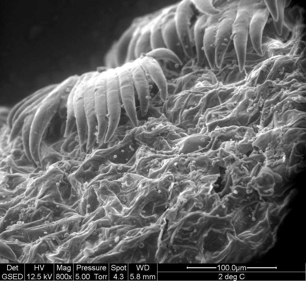 VII° Corso microscopia elettronica e confocale in ambito botanico